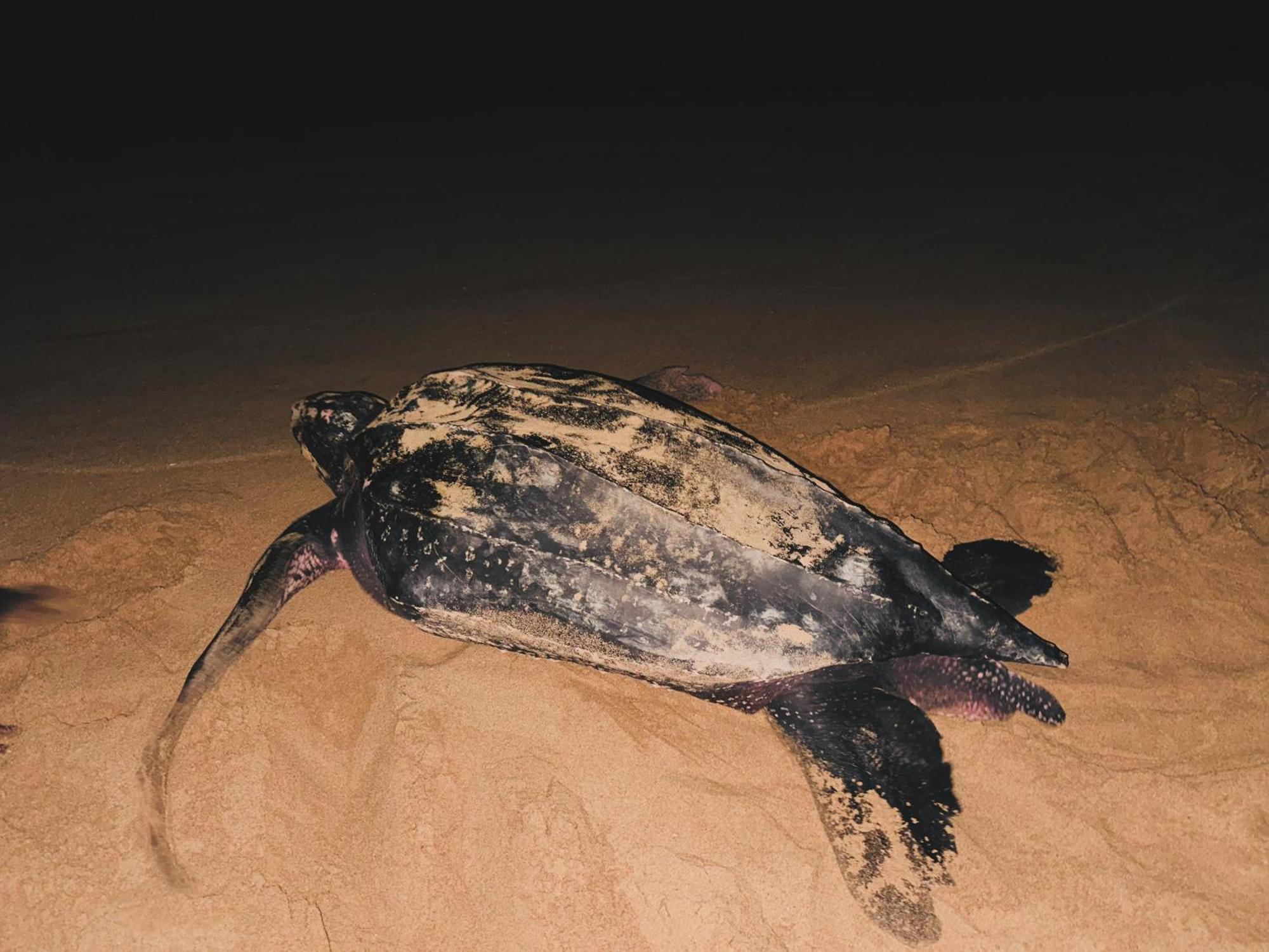 Shine Wave Turtle Beach Tangalle Esterno foto